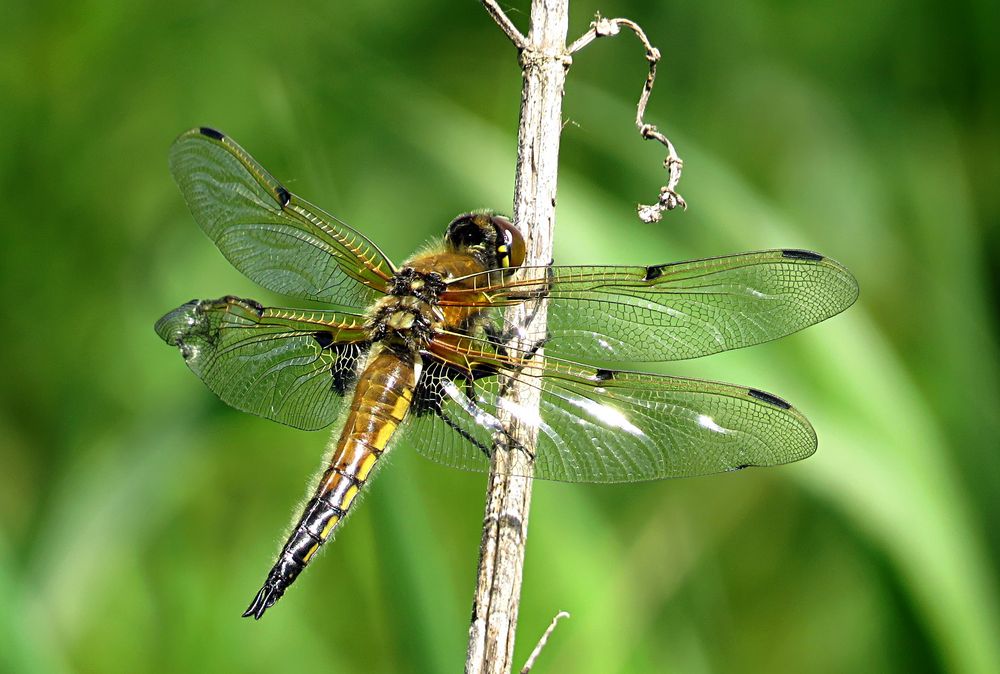 --- Vierfleck (Libellula quadrimaculata) ---