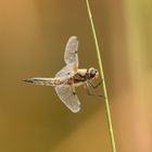 Vierfleck (Libellula quadrimaculata) 52-2016 GB1_1101-1