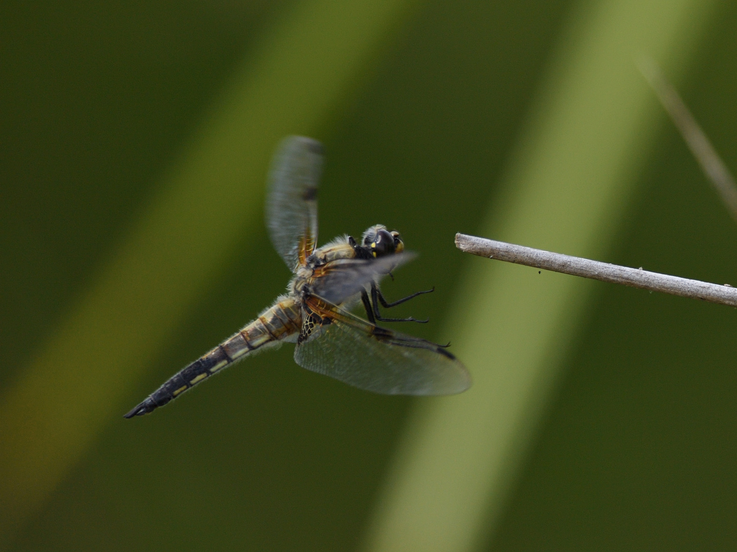 Vierfleck (Libellula quadrimaculata) 53-2016 GB1_2024-1