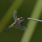 Vierfleck (Libellula quadrimaculata) 53-2016 GB1_2024-1