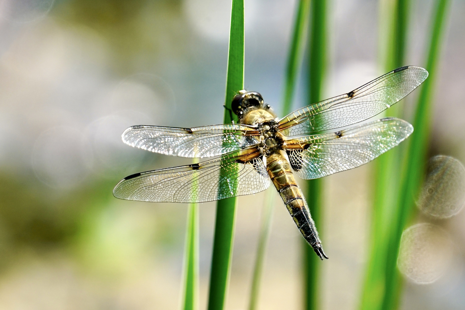 Vierfleck (Libellula quadrimaculata)