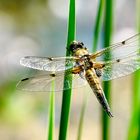 Vierfleck (Libellula quadrimaculata)