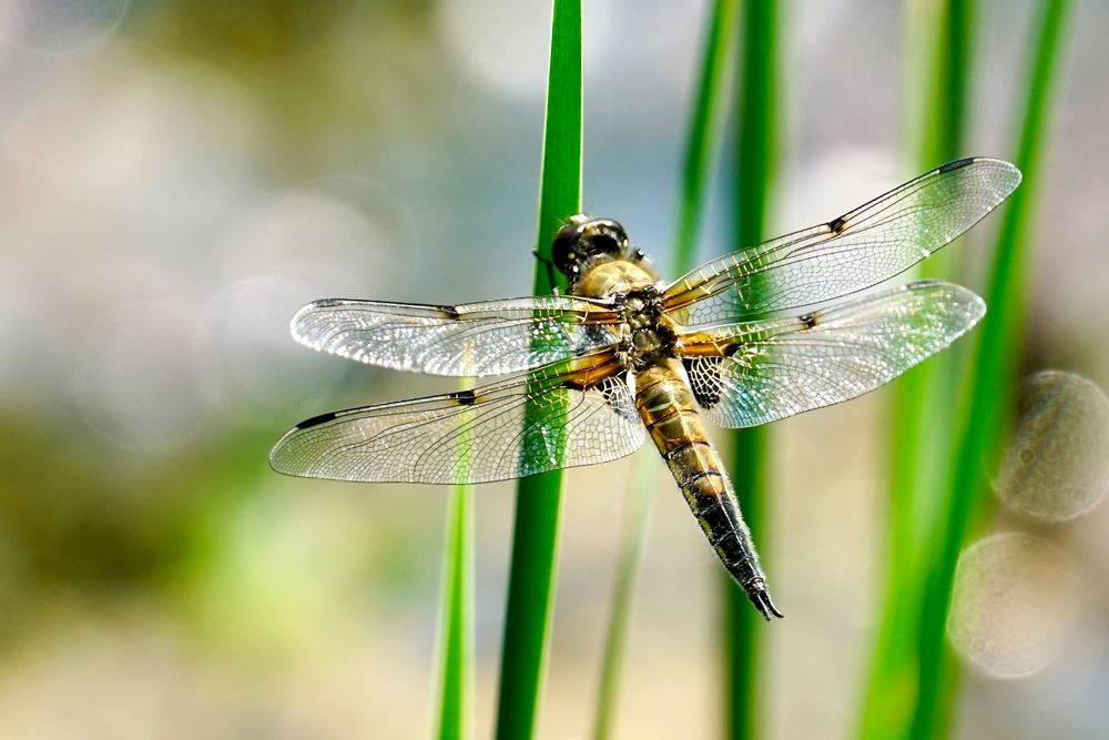 Vierfleck (Libellula quadrimaculata)