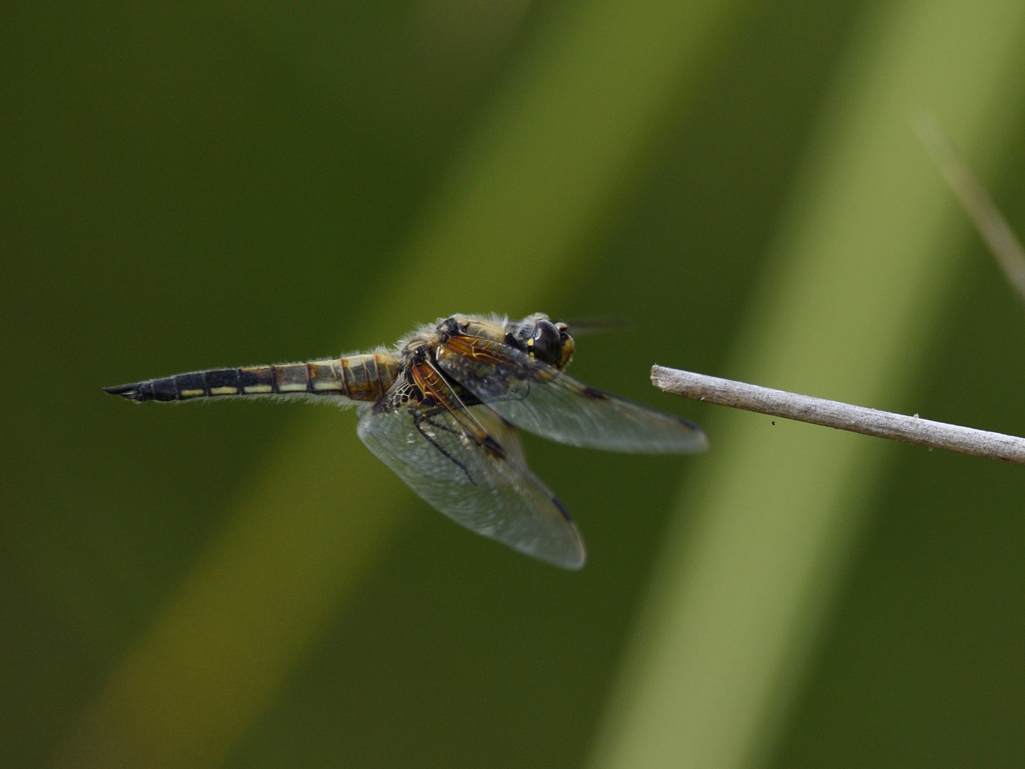 Vierfleck (Libellula quadrimaculata) 54-2016 GB1_2025-1