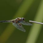 Vierfleck (Libellula quadrimaculata) 54-2016 GB1_2025-1