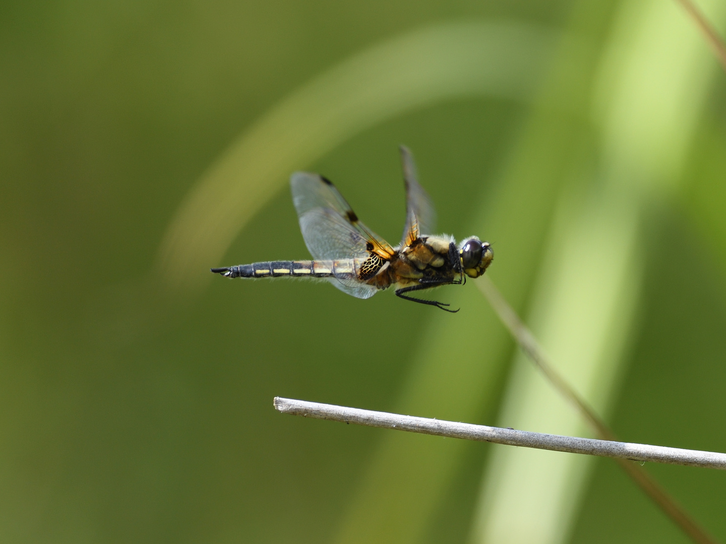 Vierfleck (Libellula quadrimaculata) 55-2016 GB1_2108-1