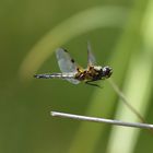 Vierfleck (Libellula quadrimaculata) 55-2016 GB1_2108-1