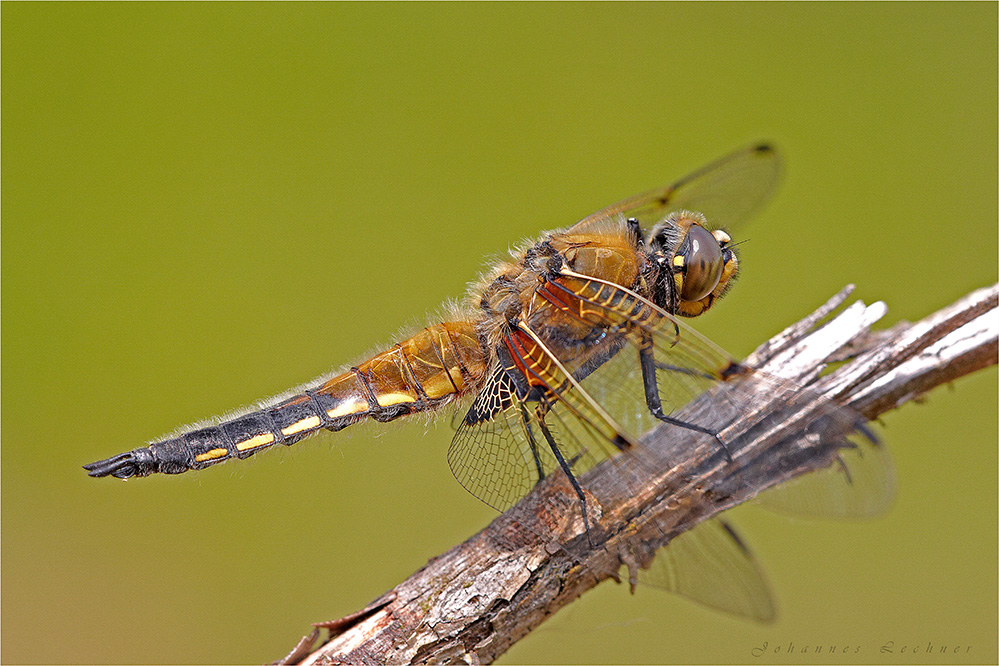 Vierfleck (Libellula quadrimaculata)