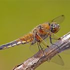 Vierfleck (Libellula quadrimaculata)