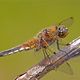 Vierfleck (Libellula quadrimaculata)