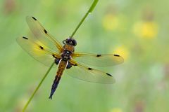 Vierfleck - Libellula quadrimaculata