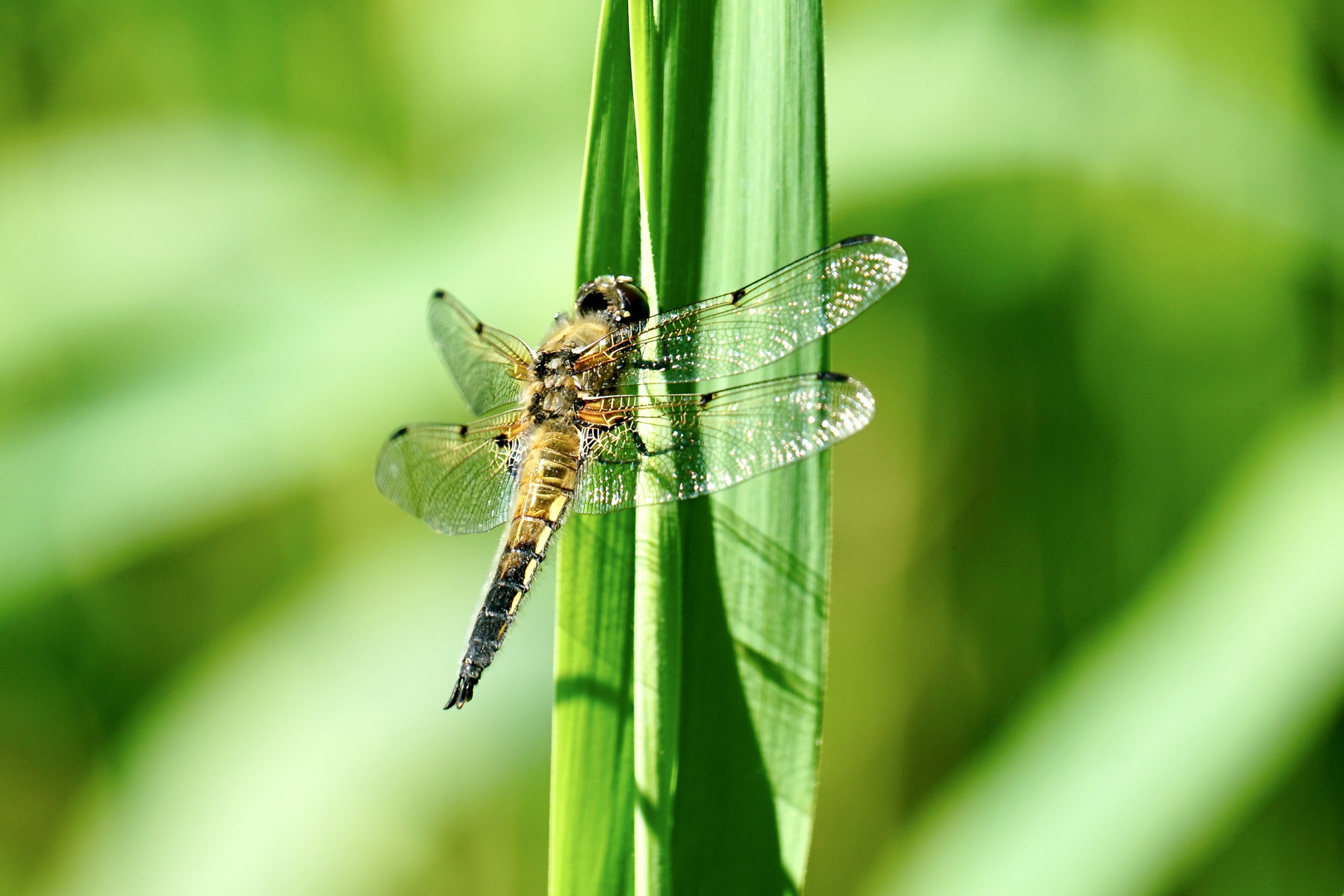 Vierfleck (Libellula quadrimaculata)