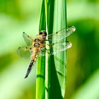 Vierfleck (Libellula quadrimaculata)