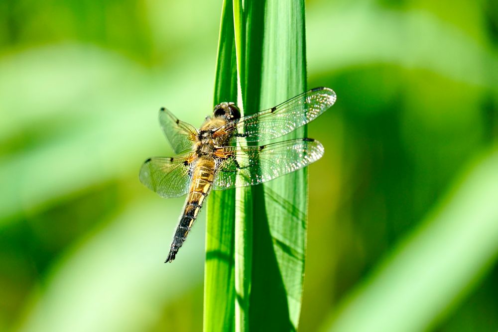 Vierfleck (Libellula quadrimaculata)