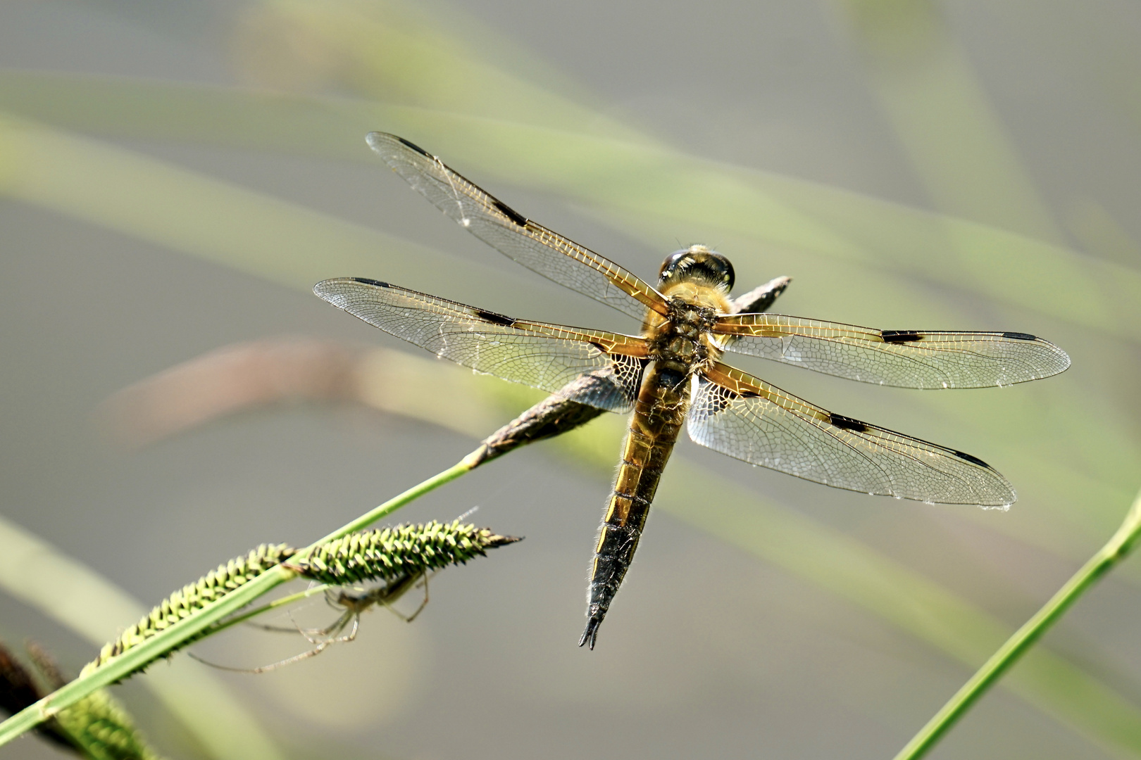 Vierfleck (Libellula quadrimaculata)