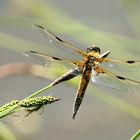 Vierfleck (Libellula quadrimaculata)