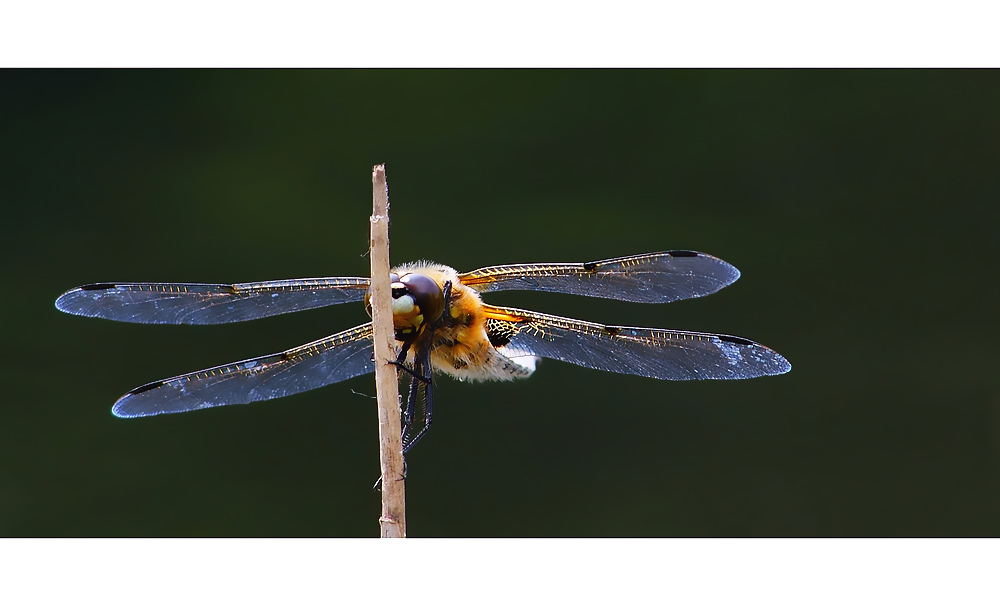 Vierfleck (Libellula quadrimaculata)