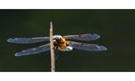 Vierfleck (Libellula quadrimaculata) von Jens La. 