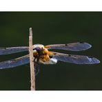 Vierfleck (Libellula quadrimaculata)