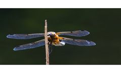 Vierfleck (Libellula quadrimaculata)