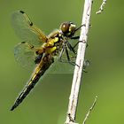 --- Vierfleck (Libellula quadrimaculata) ---