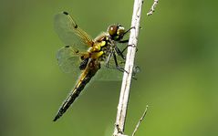 --- Vierfleck (Libellula quadrimaculata) ---