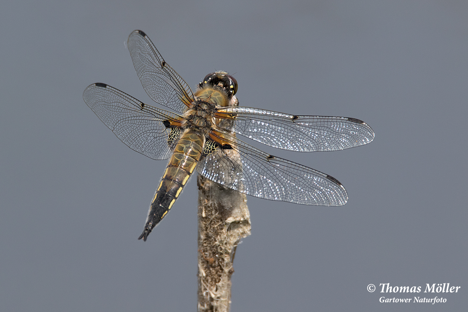 Vierfleck (Libellula quadrimaculata)