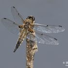 Vierfleck (Libellula quadrimaculata)