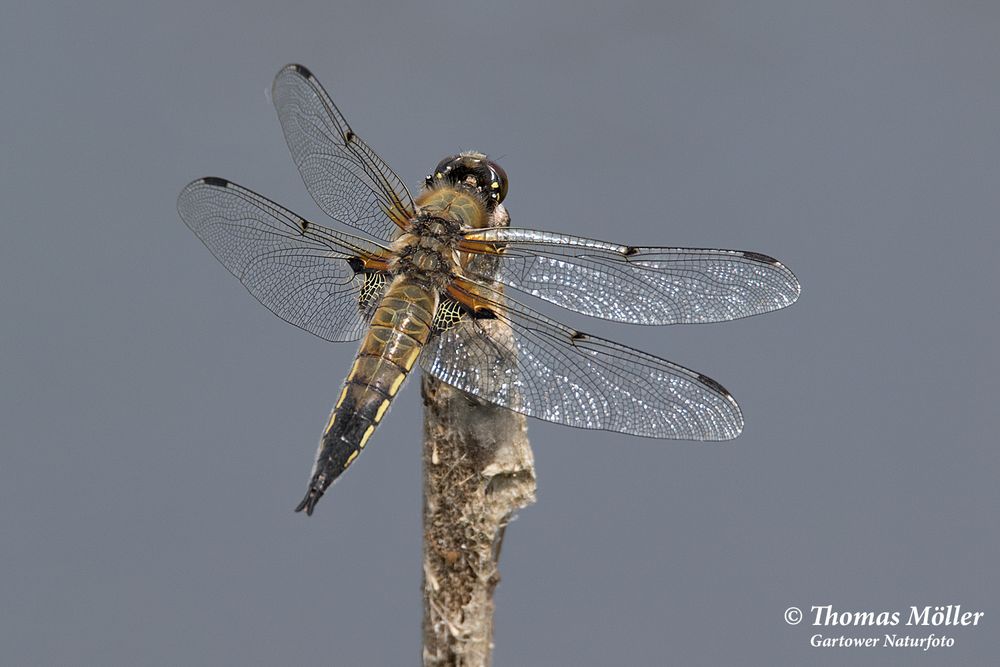 Vierfleck (Libellula quadrimaculata)