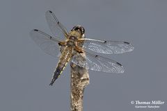 Vierfleck (Libellula quadrimaculata)