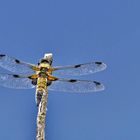 Vierfleck (Libellula quadrimaculata)