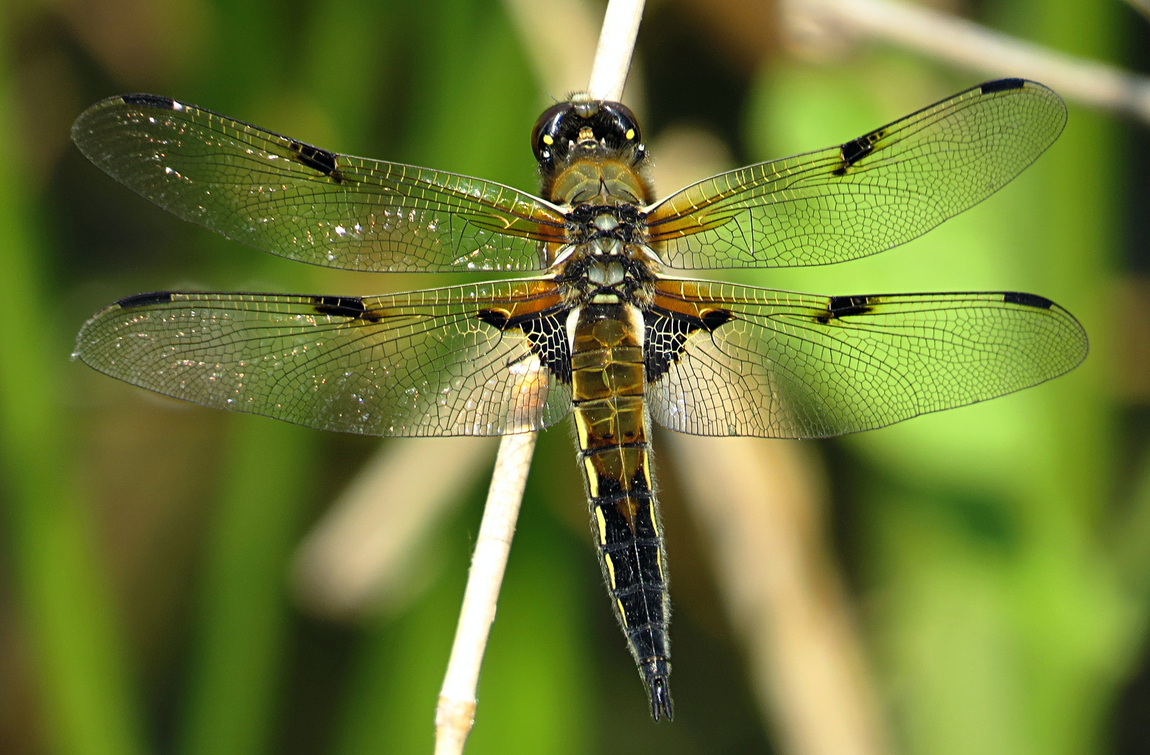 --- Vierfleck (Libellula quadrimaculata) ---