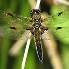 --- Vierfleck (Libellula quadrimaculata) ---