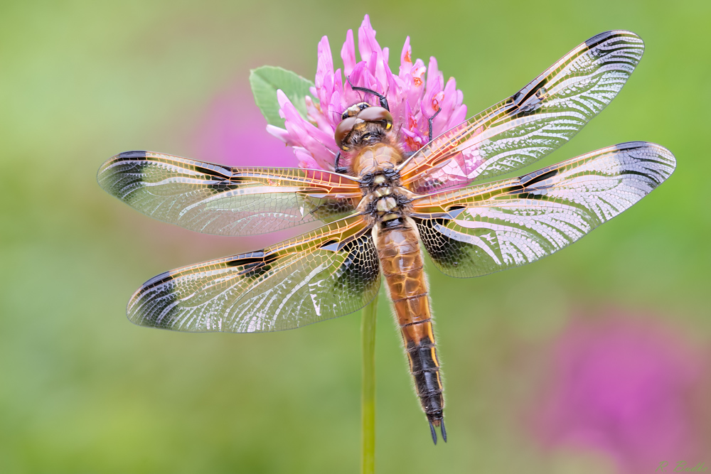 Vierfleck Libellula quadrimaculata