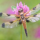 Vierfleck Libellula quadrimaculata