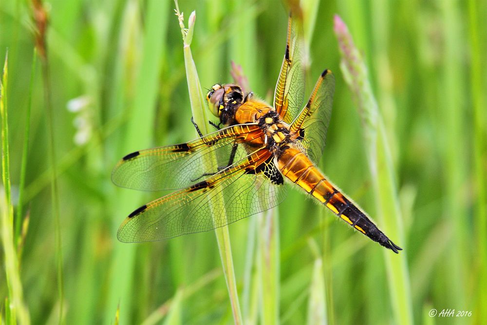 Vierfleck (Libellula quadrimaculata)