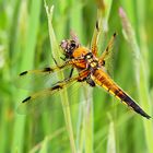 Vierfleck (Libellula quadrimaculata)