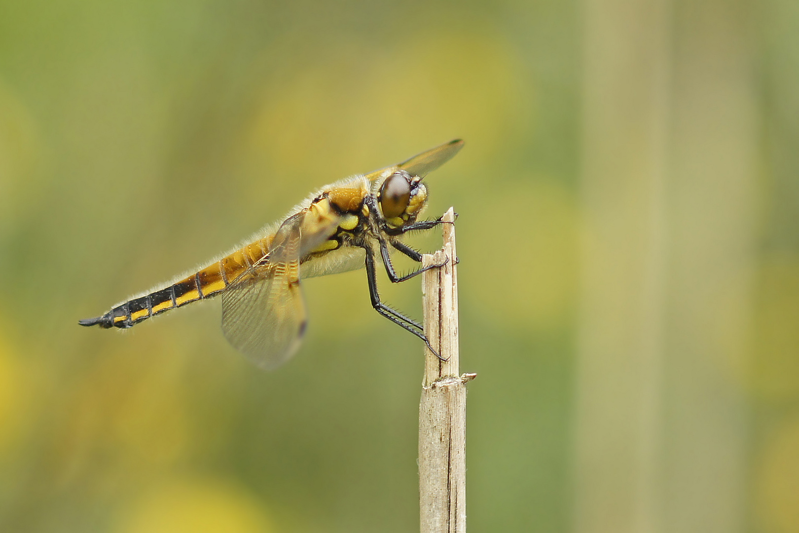 Vierfleck (Libellula quadrimaculata)