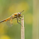 Vierfleck (Libellula quadrimaculata)