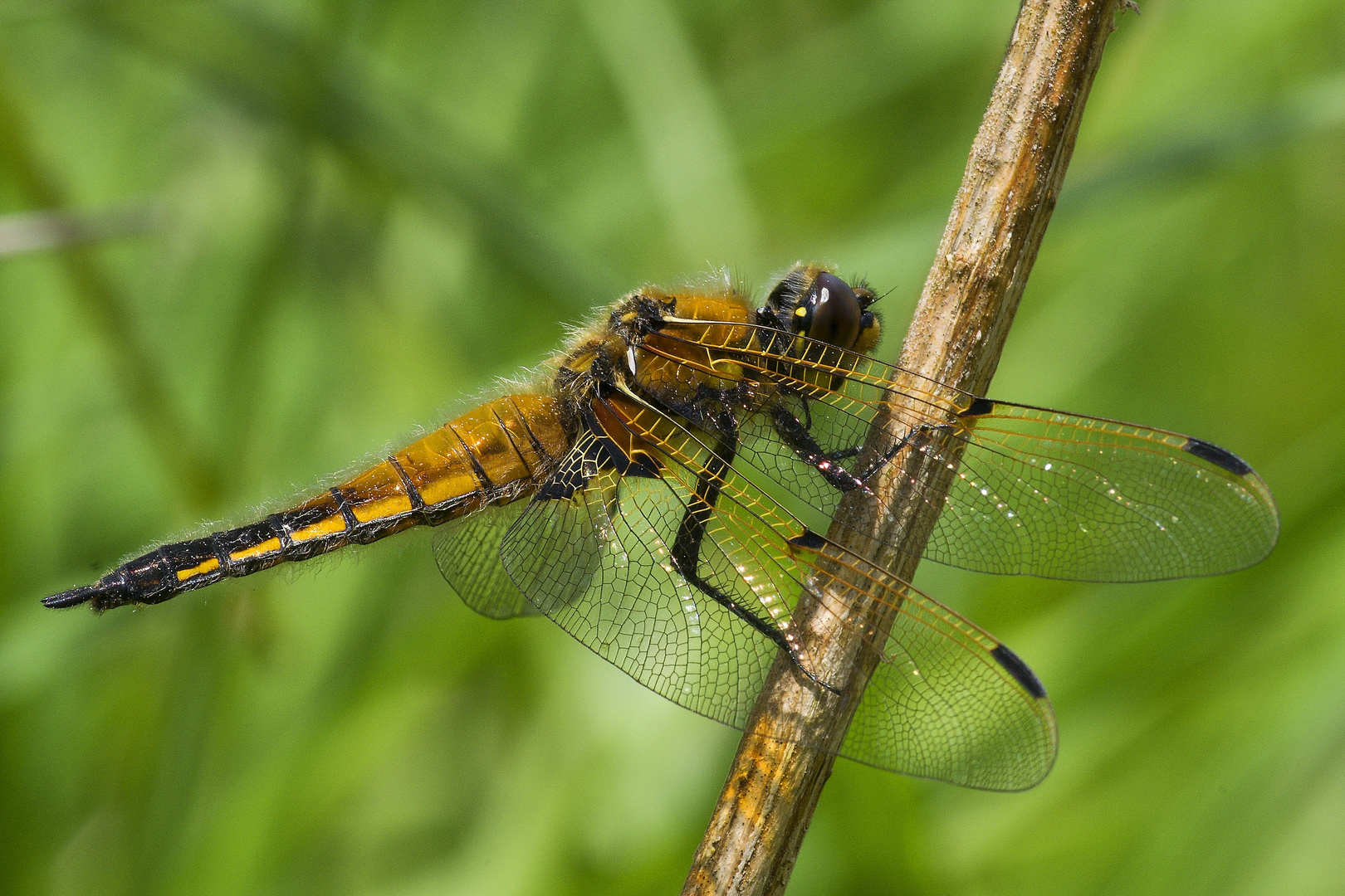 Vierfleck (Libellula quadrimaculata)