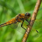 Vierfleck (Libellula quadrimaculata)