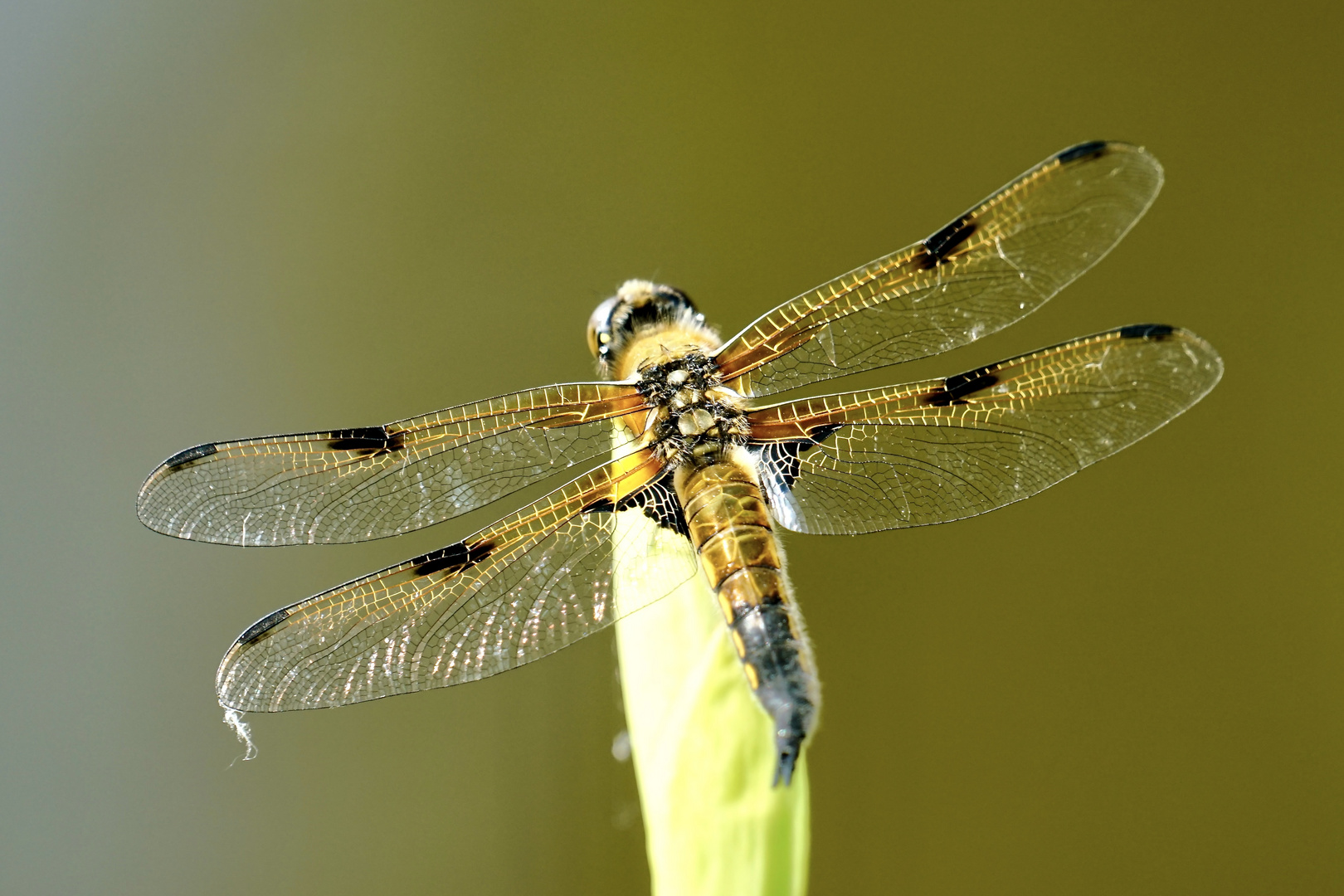 Vierfleck (Libellula quadrimaculata)