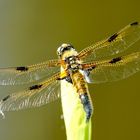 Vierfleck (Libellula quadrimaculata)