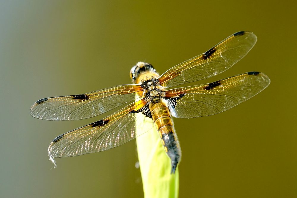 Vierfleck (Libellula quadrimaculata)