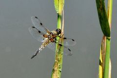 Vierfleck (Libellula quadrimaculata)