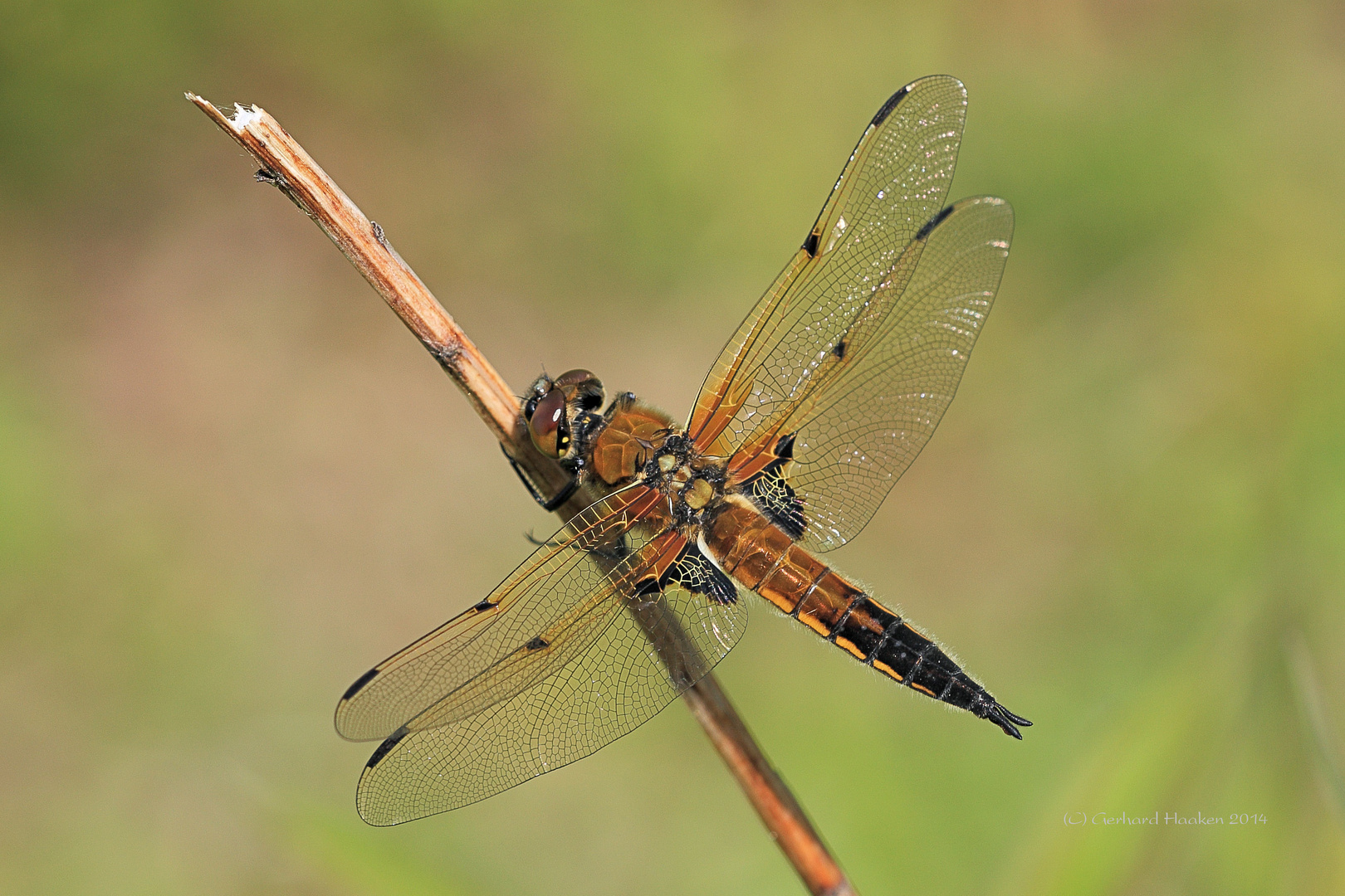 Vierfleck (Libellula quadrimaculata)