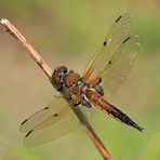 Vierfleck (Libellula quadrimaculata)