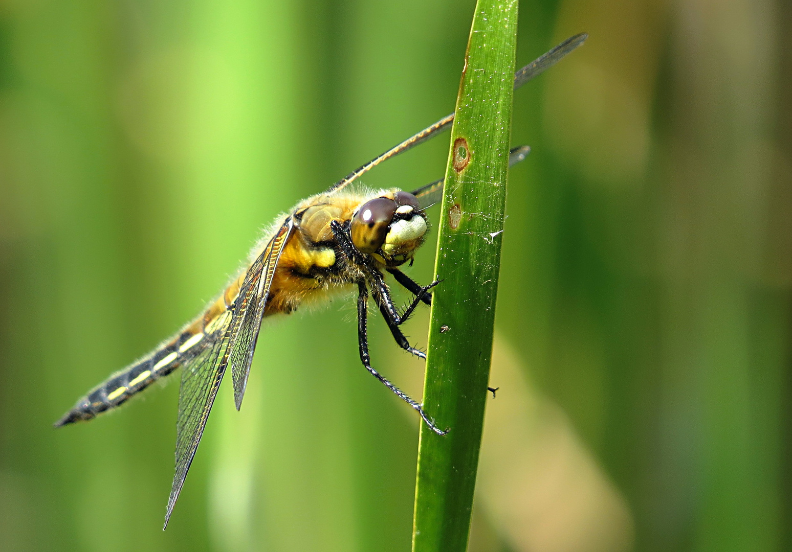 --- Vierfleck (Libellula quadrimaculata) ---