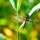 Vierfleck (Libellula quadrimaculata)