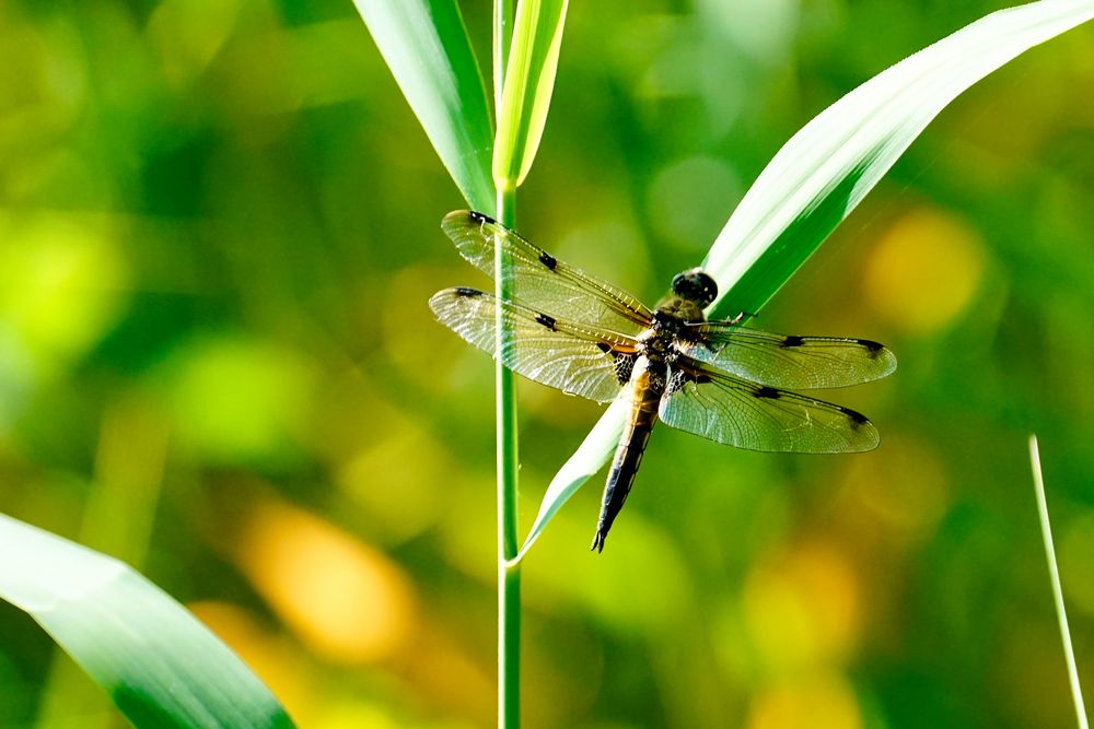 Vierfleck (Libellula quadrimaculata)